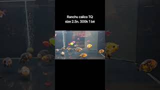 Ranchu calico TQsize 25n 300k 1 bé [upl. by Rainwater955]