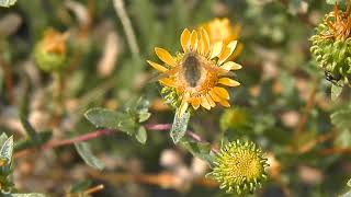 Large Beefly Bombylius major on a Gumweed Flower [upl. by Ysnat]