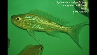 Haplotaxodon microlepis Kigoma [upl. by Tabbitha11]