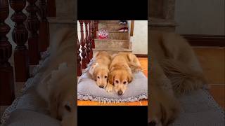 Dogs Friendship 🥹🥰 tiktok facts tiktokvideo shortvideo [upl. by Anad]