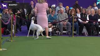 Whippets  Breed Judging 2020 [upl. by Blum]