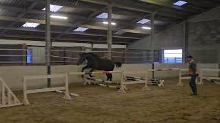 Ulrich van ´t Grobbenhof 3y old stallion by Uricas vd Kattevennen [upl. by Oettam]