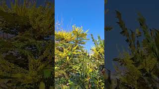 Mahonia japonica and bees at the end of November [upl. by Akehsar]