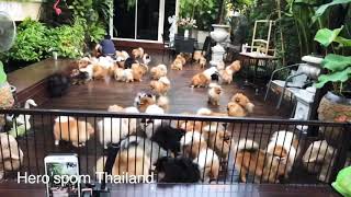 Pomeranian from Thailand by Hero’spom Thailand [upl. by Rexferd]