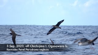 Kermadec Petrel 3 Sep 2023 off Chichijima Ogasawara Is [upl. by Sabsay]