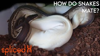 How Do Snakes Mate [upl. by Woodsum883]