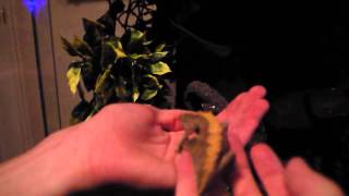 How to handle Crested Geckos [upl. by Kirtley]