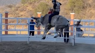 Calando a los nuevos toretes de Rancho los Destructores 🐂 [upl. by Nauqaj925]