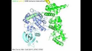 CASK  Lin2 kinase domain with sound [upl. by Adnamas670]