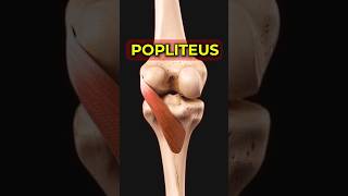 The Secret of Knee Pain Treatment 99 People dont know this [upl. by Nedmac275]