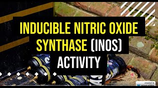 Inducible Nitric Oxide Synthase iNOS Activity [upl. by Marmaduke]