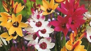 Growing IxiaSparaxiswinter flowering plant you can grow from bulbs [upl. by Ynoyrb]