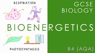 BIOENERGETICS  Respiration amp Photosynthesis  GCSE Biology AQA Topic B4 [upl. by Tartaglia871]