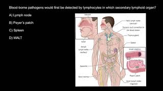 Primary and secondary lymphoid organs [upl. by Rothwell]