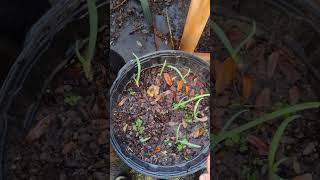 I planted Vidalia onion sprouts from the grocery store for our salads [upl. by Amol997]