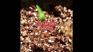 Coriander Seeds Germination Hacksgarden gardening plants [upl. by Eppillihp]