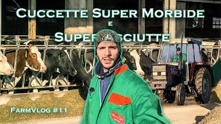 Farm Vlog11  Nuova paglia morbida per le cuccette delle vacche [upl. by Ennovi]