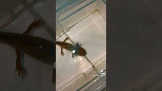 Ajolote con infección por hongos ajolote axolotls ambystomamexicanum [upl. by Pena]