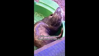 Adorable River Otters Playing In Water 🦦 [upl. by Jovitah882]