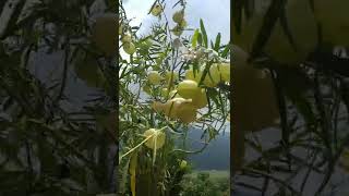 amazing flowers  rare flower plants  gardening  Gomphocarpus physocarpus  Balloon Plant [upl. by Curcio]