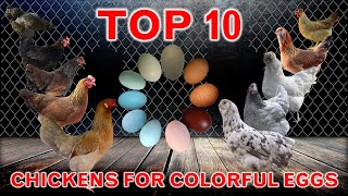 10 Best Chickens for Colorful Eggs  Chicken Laying Breeds [upl. by Ssegrub]