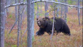 P0 A big and healthy bear walks in the woods Annoying Canon sound interferes with the video 4K HDR [upl. by Inaffets]