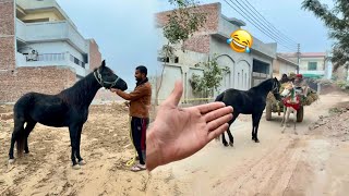 Cassy Ko Donkey Pasand A Gya 😫 [upl. by Mauro]