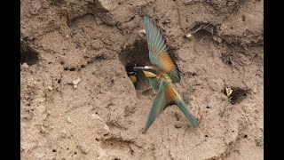 European Bee Eater [upl. by Leonora]