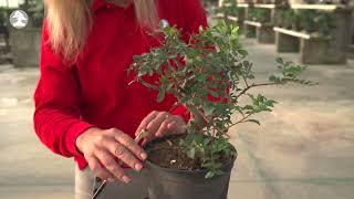 Mistral Bonsai  Wiring a Pistacia [upl. by Ann289]