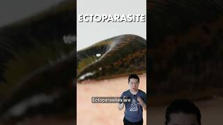 Ectoparasites  Every Type of Parasite Explained Part 1 [upl. by Glanti288]