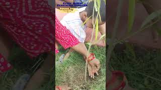 Kids doing tree plantation Children doing tree plantation Tree plantation in GDA park treeplant [upl. by Eul583]