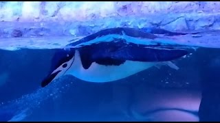 Pingüinos en el Acuario Inbursa  CDMX [upl. by Jurgen]