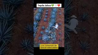 Elaboración Artesanal Del Tequila En Jalisco Méxicotequilajalisco tequilapueblomagico [upl. by Eidahs]