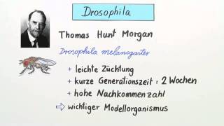 Genkopplung Rekombination und Genkartierung Drosophila Chromosom  Biologie  Genetik [upl. by Stryker]