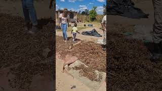 Castor Beans Farming  Dehusking Castor Seeds When We Have No Shelling Machine  Fun [upl. by Bainter]