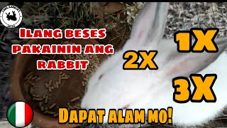 ILANG BESES PAKAININ ANG RABBIT SA ISANG ARAW  How often feed rabbit Rabbit Farming Philippines [upl. by Salakcin]