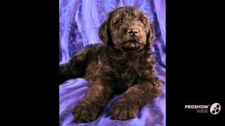 Giant Schnoodle Dog breed [upl. by Riehl]