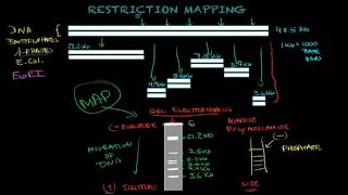 Restriction mapping  Biology tutorial [upl. by Lingwood]