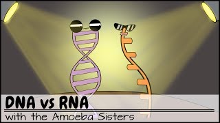 DNA vs RNA Updated [upl. by Lebasy]