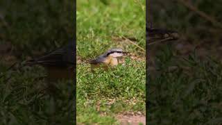 Common nuthatch looking for food in the grass Sitta europaea shortsyoutube bird [upl. by Nilknarf]