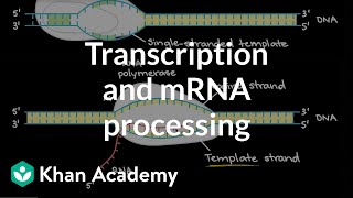 611 Post Transcription mRNA modification Cambridge AS amp A Level Biology 9700 [upl. by Ahsai]