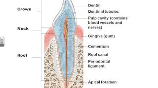 AampPII Chapter 23 Digestive system lecture part 1 [upl. by Steinke]