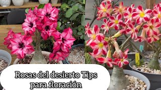 ROSA DEL DESIERTO TIPS PARA FLORACIÓN Asi crece bonito el Adenium obesum [upl. by Andre]