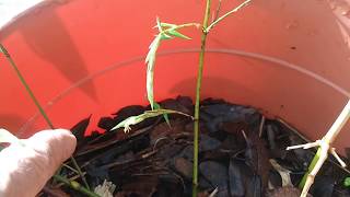 Growing giant bamboo from seed in Florida Aug 2019 [upl. by Cid450]