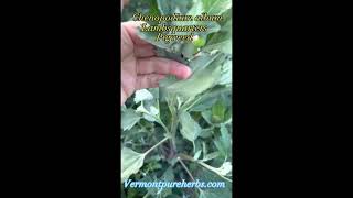 How to eat Chenopodium album aka Lambsquarters Pigweed Spinach weed as a Wild Edible staple food [upl. by Nilkoorb]