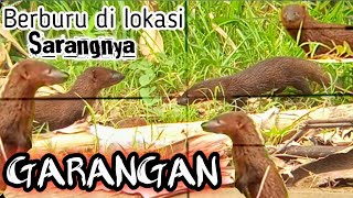 Berburu di sarangnya GARANGAN [upl. by Nessie]