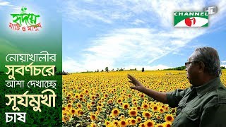 নোয়াখালীর সুবর্নচরে আশা দেখাচ্ছে সূর্যমুখী চাষ  Sunflower Farming  Shykh Seraj  Channel i [upl. by Nywnorb]