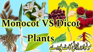 Monocot and Dicot plants  Differences between Monocotyledon and Dicotyledon with Examples [upl. by Leahci]