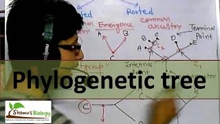 Phylogenetic tree [upl. by Jessee]