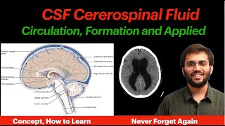 CSF Circulation  Physiology  Formation Properties Hydrocephalus CNS Physiology  Neuroanatomy [upl. by Assirroc]